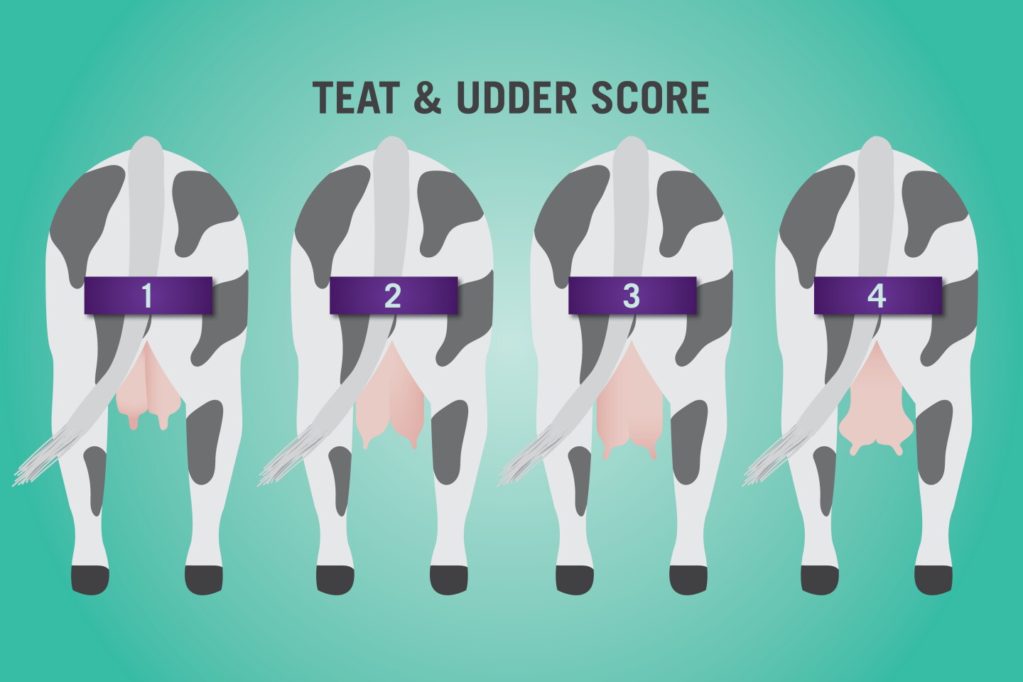 Cow Rear Uddert Why Udder Structure is Important for Dairy Cattle - Bovine Vet