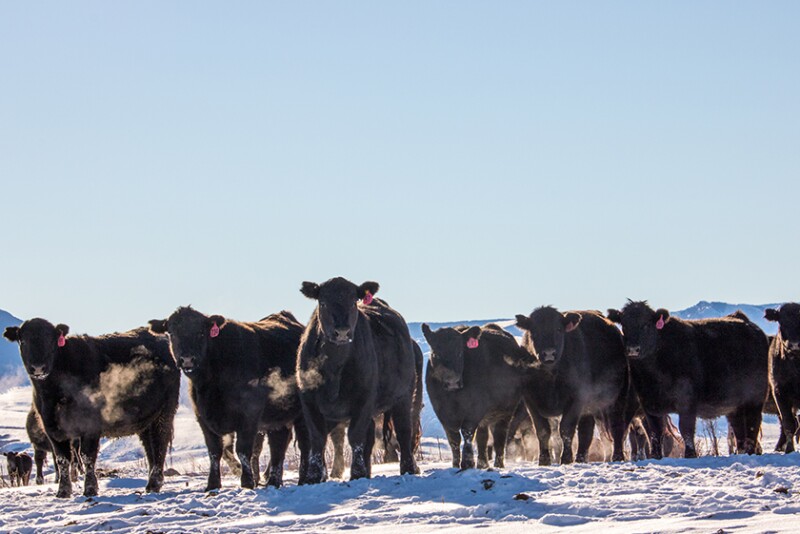 From a cash price perspective, both cattle and beef markets continue on a relatively bullish run the past few weeks. Meanwhile, winter weather has hindered feedyard performance this season.