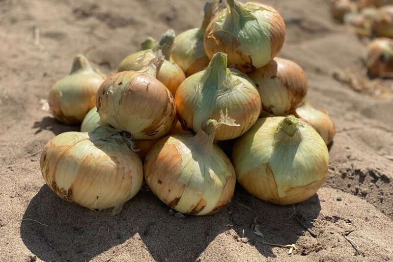 Pile of onions in a field