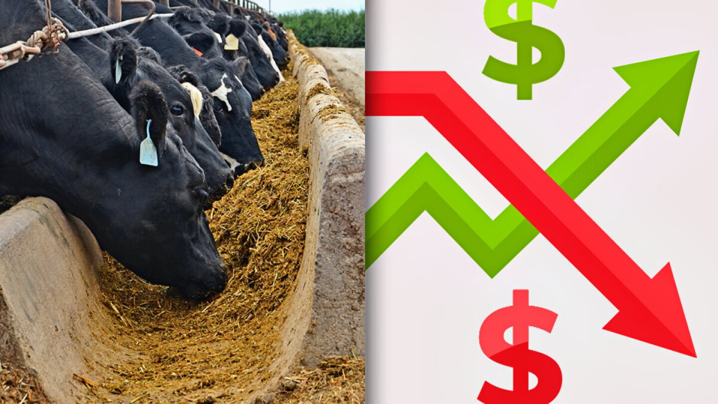 Cull Cow and Calf Risk Protection Gets a Major Upgrade Under LRP