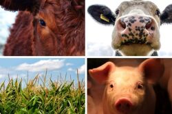 Dairy Beef Cattle Pigs Corn