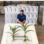 West Central developed starter fertilizer Paralign to help increase nutrient uptake