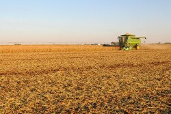 Soybean harvest