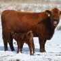 BT_Red_Angus_Cow_Calf_Winter_Snow
