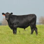 BT_Stocker_Steer