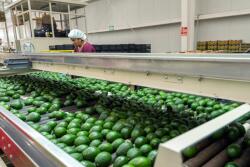 Calavo Growers in Jalisco, Mexico