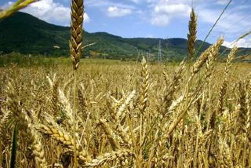 wheat