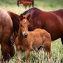 Young horse