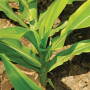 Classic symptoms of zinc deficiency (interveinal yellowing or white streaks between leaf veins on the lower half of the leaf) were visible in corn plants throughout this field. Seed was planted into cold, wet soil with a high pH.