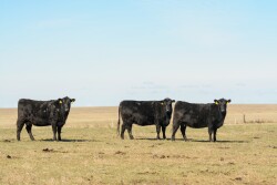  Consumers have proven they’re willing to pay the "Porsche price," but if the eating experience doesn’t match, then that brand of beef will get scratched off the buy-again list, Robbi Pritchard said.
