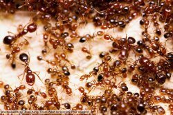Colony of red fire ants