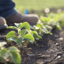 Soybean plants by BASF.PNG