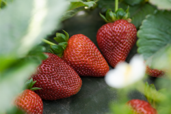 California Giant Berry Farms