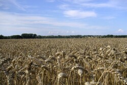 wheatfield