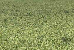 Just over a year after a wide swath of Iowa was blasted with damaging winds from the derecho, Iowa farmers were dealt another crop production blow Tuesday. 100 mph winds were clocked in Oelwein, Iowa, which is located northeast of Waterloo. As a result, some soybean fields were unrecognizable by Tuesday night. 