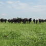 Cattle theft is easier than many producers thinks. Fortunately, there are practical steps you can take to protect your herd.