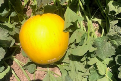 golden honeydew in field