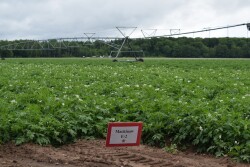 wisconsin potatoes