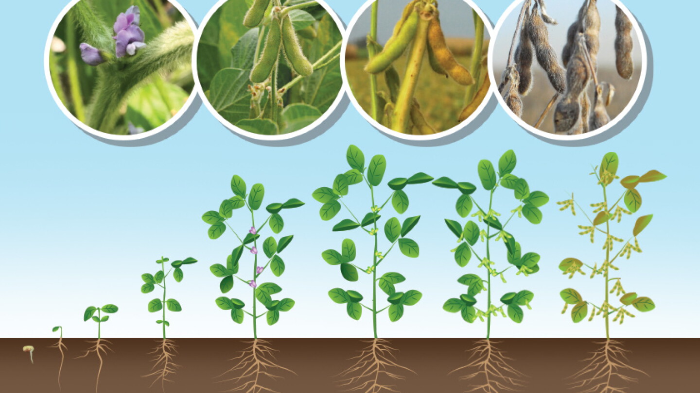 soybean growth stages pictures
