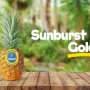 sunburst gold