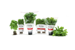 North Shore Living basil.png