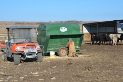 BT_Weaning_Calves