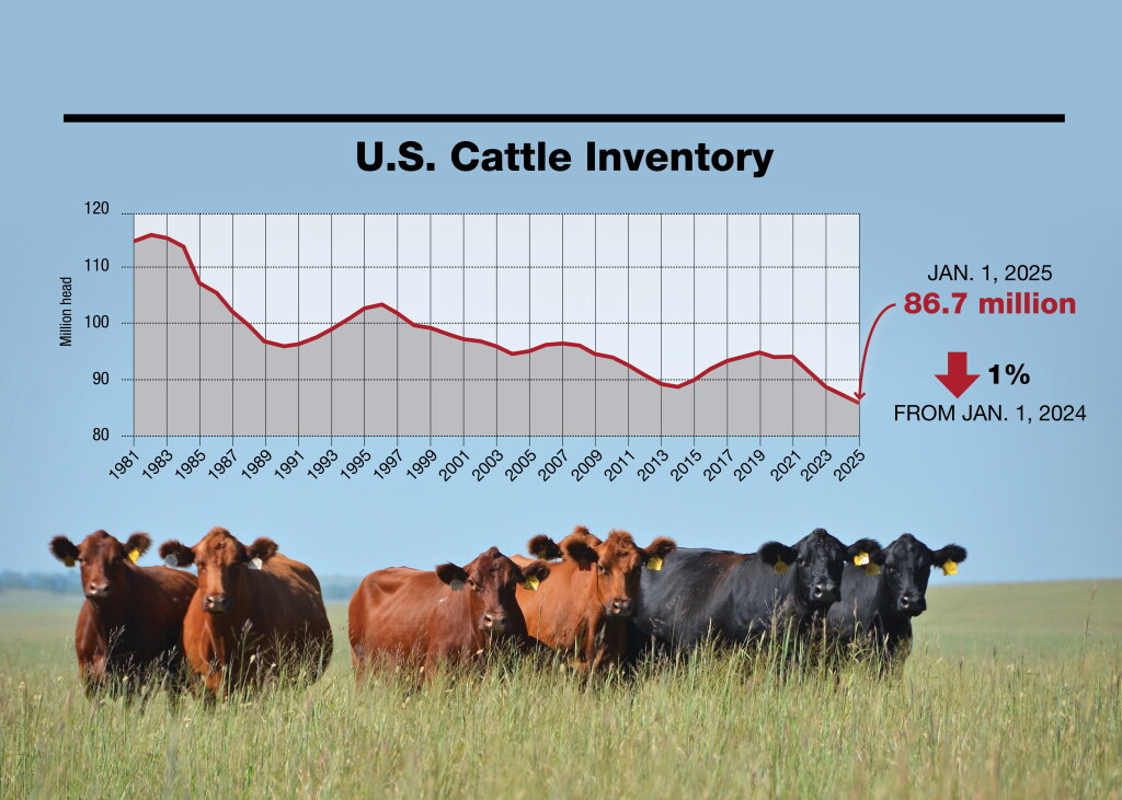 Cattle Inventory Beef-on-Dairy: A Critical Solution to the Shrinking U.S. Cattle Herd ...