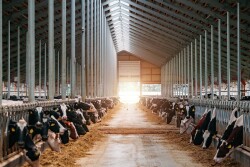 Freestall Barn Dairy_Adobe Stock