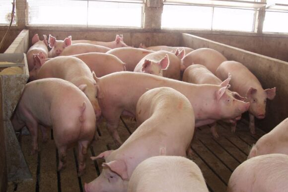 Market Hogs in Finisher