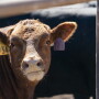 This is a ready-to-use injectable solution containing 100 mg of tulathromycin/mL, a trusted antibiotic to treat and control BRD, foot rot and pinkeye in cattle, as well as swine respiratory disease. 