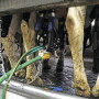 Milking process.