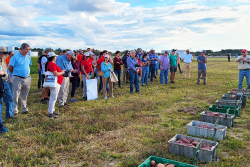 North Carolina Sweetpotato Commission's Research Field Day