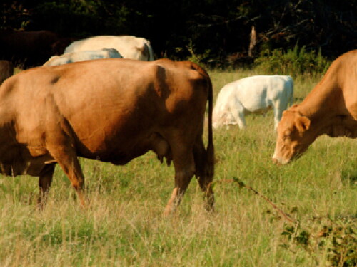 cattle