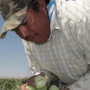 Farmworker Florentino Reyes picks tomatoes Tuesday, Aug. 30, 2016, at a field near Mendota, Calif. 