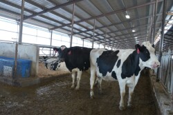 DT_Dairy_Cows_Free_Stall