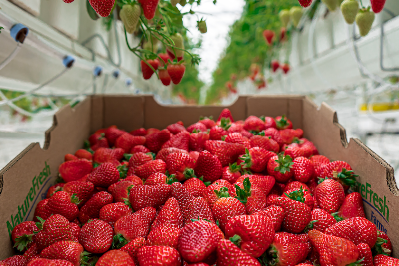 NFF_Strawberries_Photo_2 WEB.png