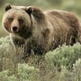 Wildlife officials have confirmed that a grizzly bear is responsible for killing a calf in central Montana. 