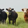 BT_Stocker_Cattle_Steers