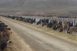 Idaho Dairy