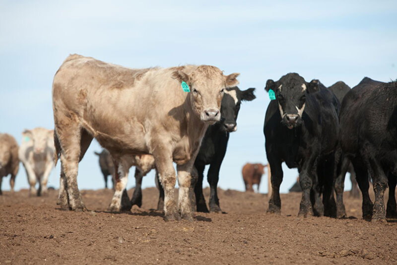 Feedlot Cattle
