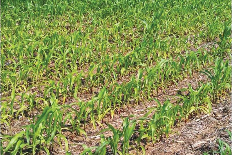 Pale color in new growth at the top of a corn plant, which might appear as yellow striping, is a symptom of sulfur deficiency.