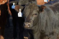 Zoetis cow.JPG