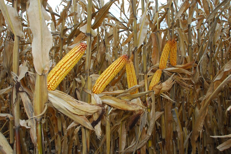 Syngenta is increasing its technology offerings for farmers. This winter will be the first time Golden Harvest farmers can automatically share harvest info.