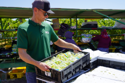 Man wearing sunglasses, black ballcap, green shirt and jeans carries a black container holding several packages of green grapes.