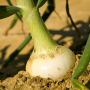 The Georgia Department of Agriculture has set April 20 as the official pack date for Vidalia onions.