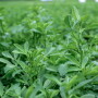 FORAGE__ALFALFA.jpeg