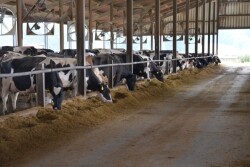 With summer temperatures comes the need to manage the effects of heat stress on dairy cattle. While the milking herd is usually given top priority in management efforts, dry cows and springing heifers are arguably the more important groups to protect from heat.