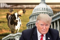Green New Deal fact sheet continues to spark controversy with a call for reduction in farting cows.