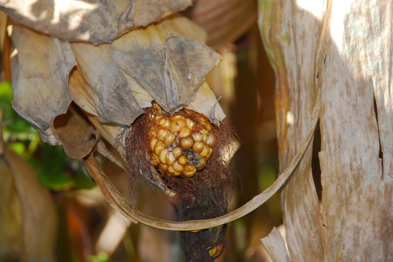 Harvest is progressing across the country, and as the new crop comes in, are better corn prices ahead? Mike North breaks down the corn market. 