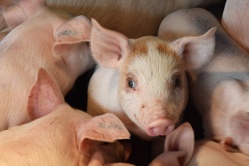 Wean Pigs